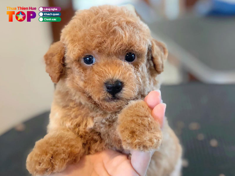 ana-pet-family-hue-huetoplist