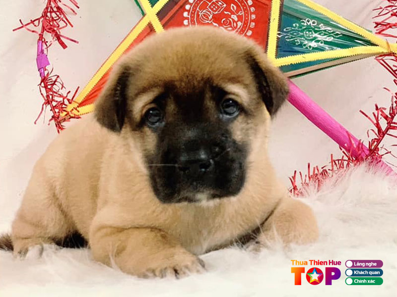 bk-pet-house-shop-ban-cho-tai-hue-re-dep-huetoplist