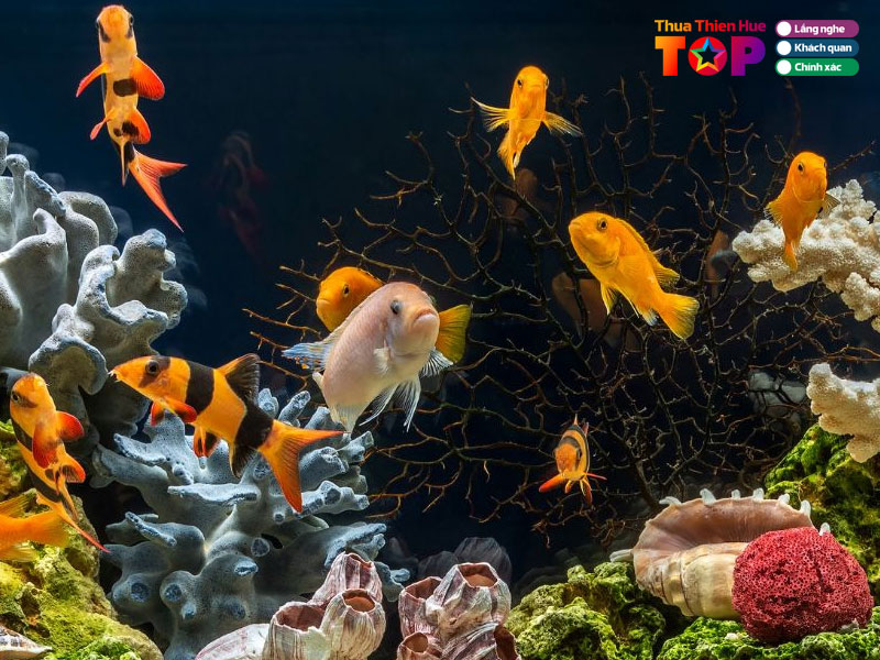 ca-canh-betta-thuy-duong-huetoplist