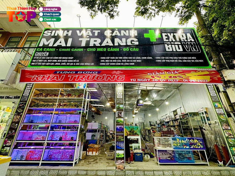 ca-canh-thuy-sinh-mai-trang-huetoplist