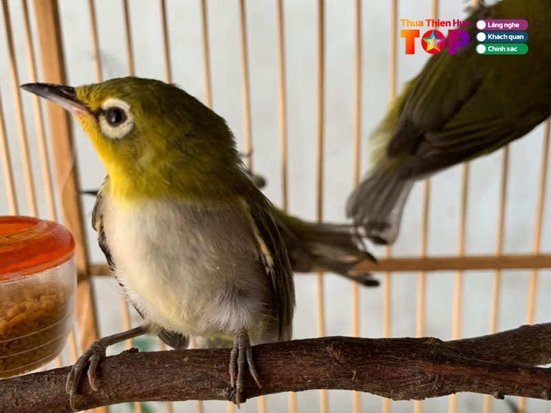 cua-hang-chim-canh-hero-huetoplist