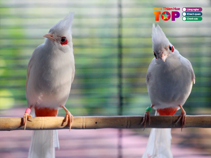 cua-hang-chim-canh-ngoc-vinh-huetoplist