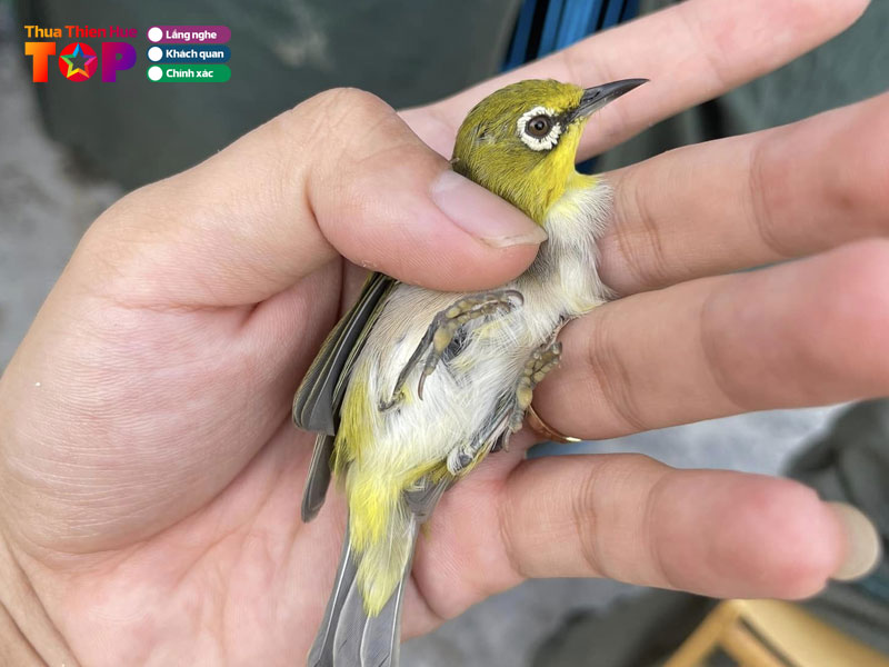 phero-tran-huetoplist