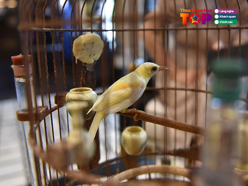 quay-chim-canh-nghia-huetoplist