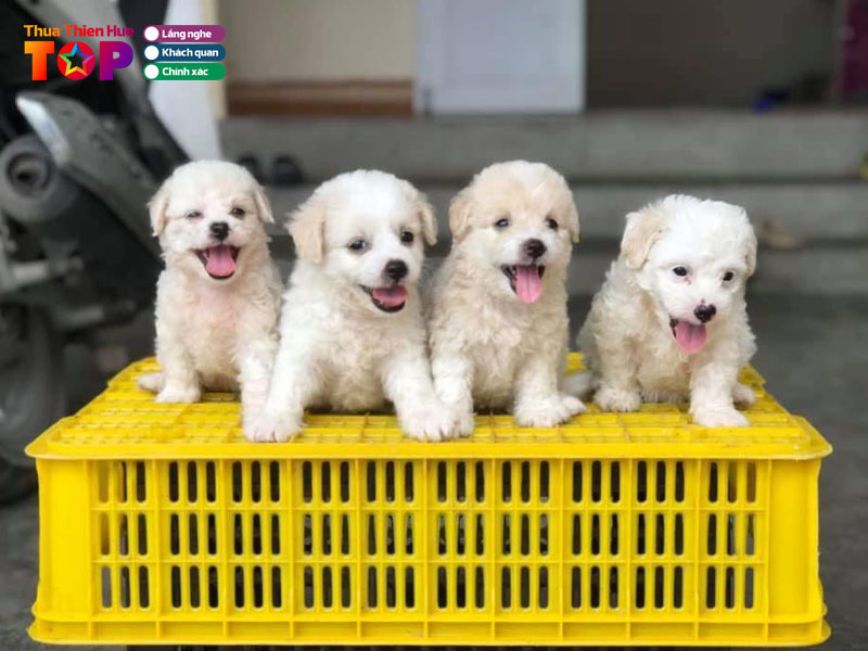 shop-cho-canh-duong-le-dai-hanh-huetoplist