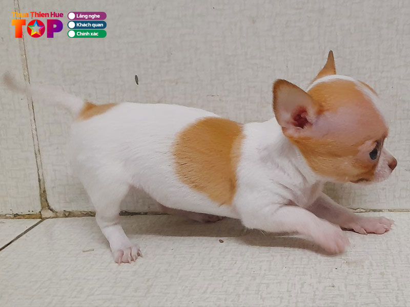 shop-mua-ban-thu-canh-uy-tin-tai-hue-huetoplist