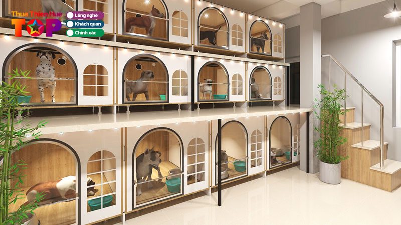 top-3-noi-cung-cap-khach-san-cho-meo-tai-hue-chat-luong-huetoplist