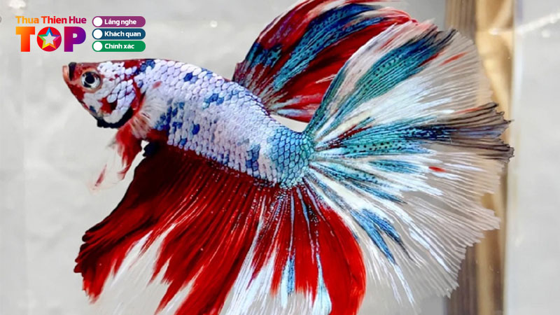 top-5-tiem-ca-canh-tai-hue-cung-ung-giong-ca-dep-chat-luong-huetoplist