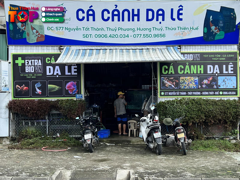 ca-canh-da-le-cua-hang-ban-ca-betta-tai-hue-dep-gia-re-huetoplist