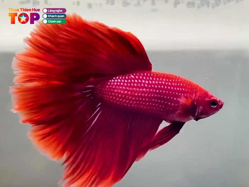 kha-betta-mini-farm-huetoplist