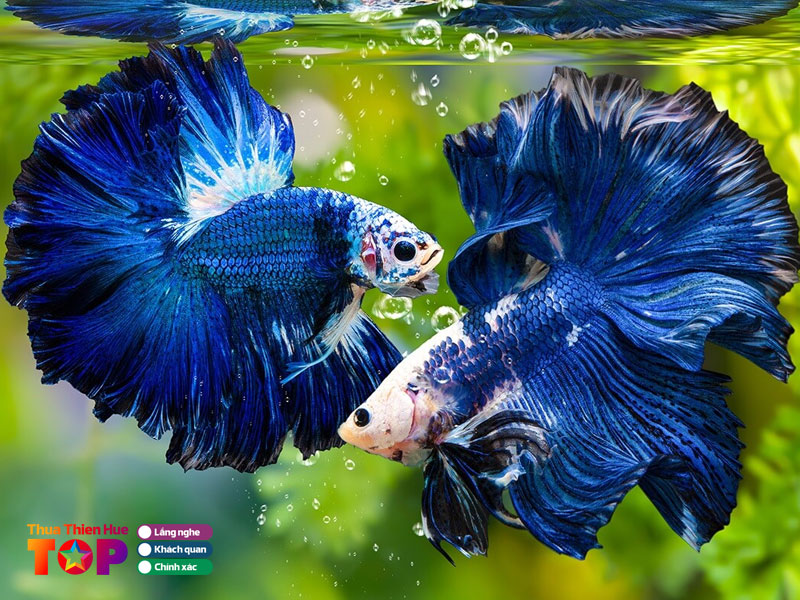 shop-ca-canh-betta-thuy-duong-huetoplist