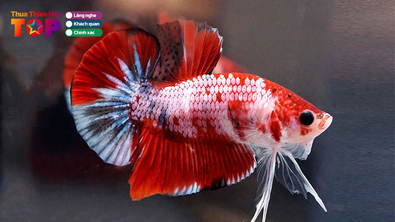 top-4-cua-hang-ban-ca-betta-tai-hue-dep-gia-tot-nhat-huetoplist