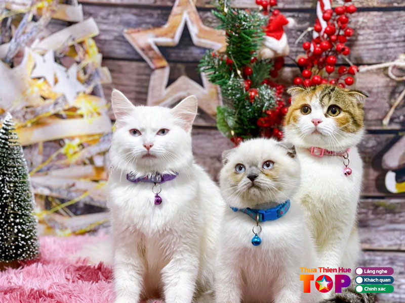 Ana-pet-family-hue-huetoplist