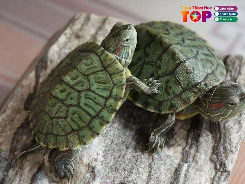 Ca-canh-hai-aqua-huetoplist