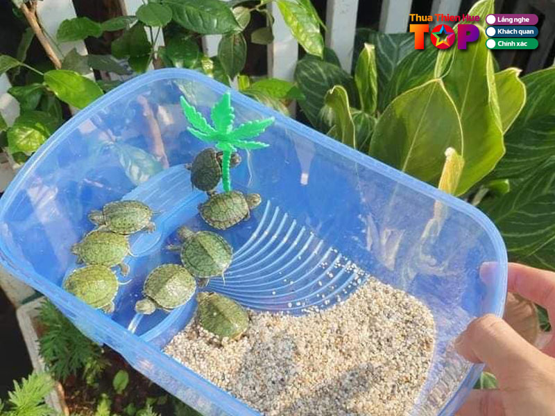 Ca-canh-minh-hoang-huetoplist