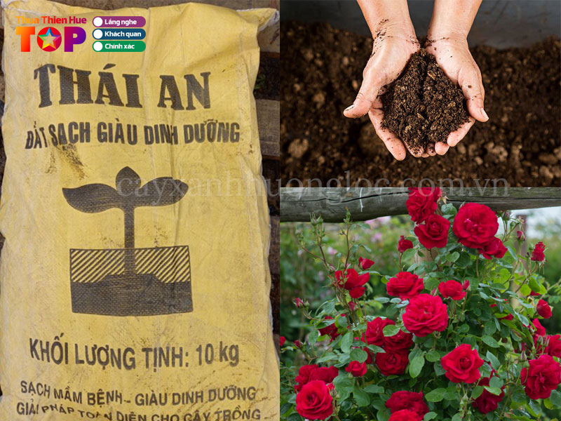 cay-xanh-huong-loc-huetoplist