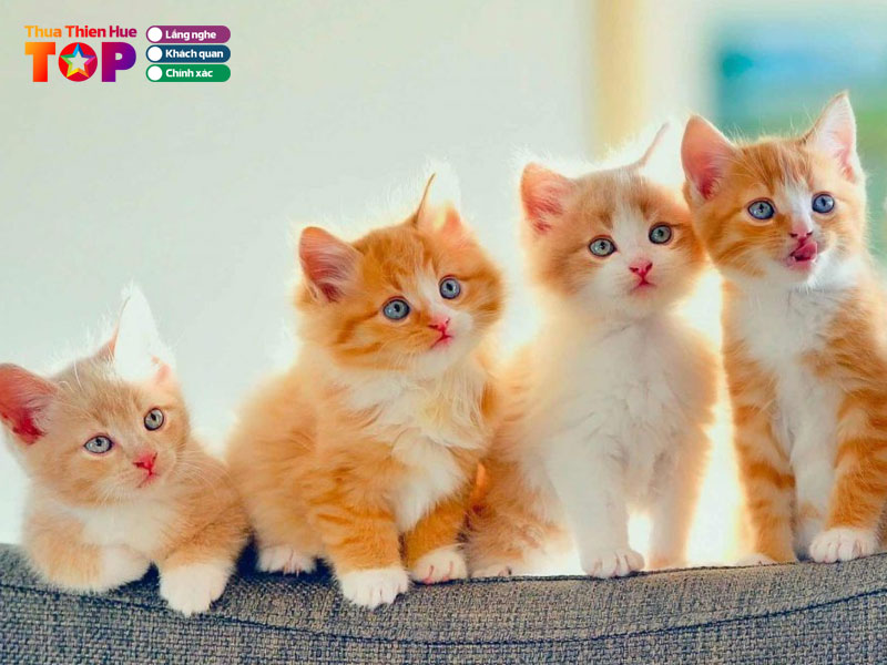 Hieu-spa-mini-pet-mart-pet-hotel-huetoplist