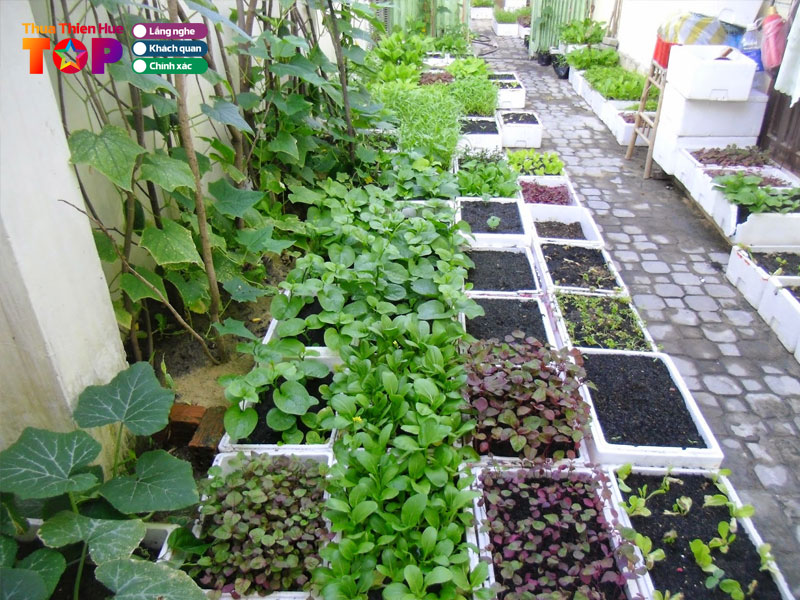 huu-co-hue-viet-huetoplist