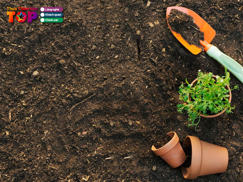 Kinh-nghiem-khi-di-mua-dat-trong-cay-huetoplist