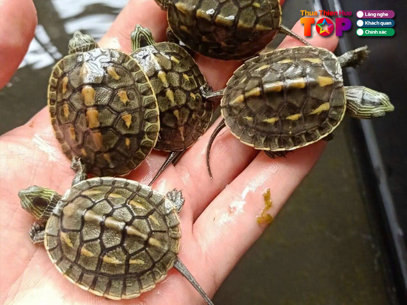 Nen-mua-rua-canh-ve-nuoi-hay-khong-huetoplist