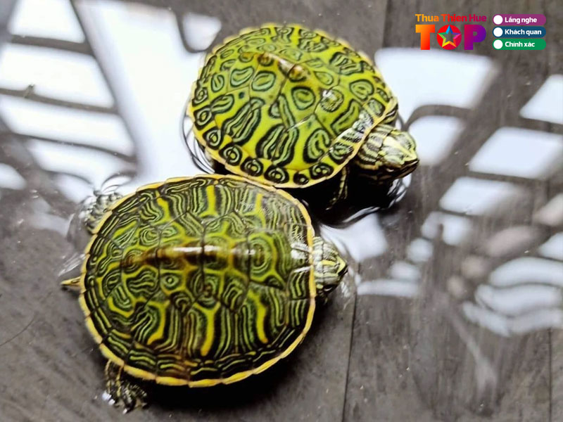 Quang-toan-ca-canh-huetoplist