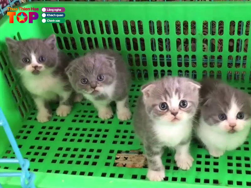 Shop-cho-meo-hue-huetoplist