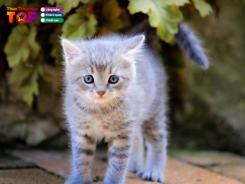 Shop-thu-cung-thien-thai-huetoplist