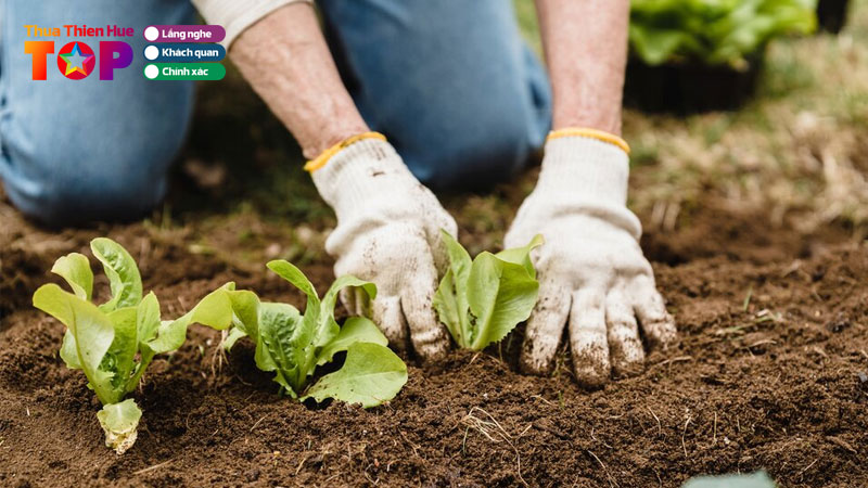 top-5-noi-ban-dat-trong-cay-hue-sach-va-khong-chat-gay-hai-huetoplist