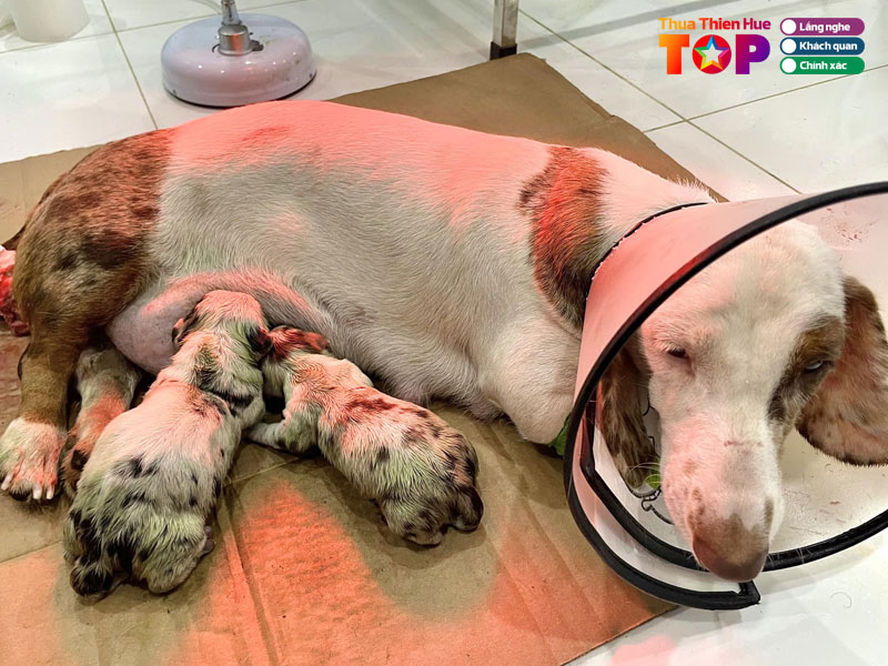 Phong-kham-thu-y-cnd-pet-clinic-huetoplist