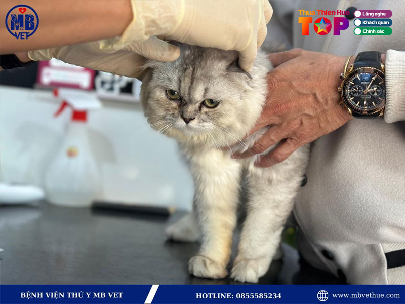 Phong-kham-thu-y-mb-vet-hue-huetoplist