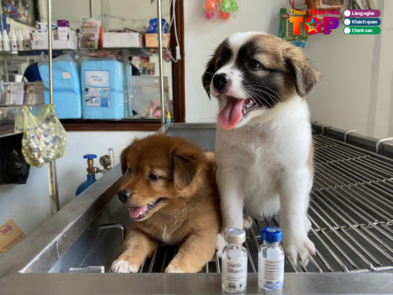 Phong-kham-thu-y-petshop-viva-pet-clinic-huetoplist