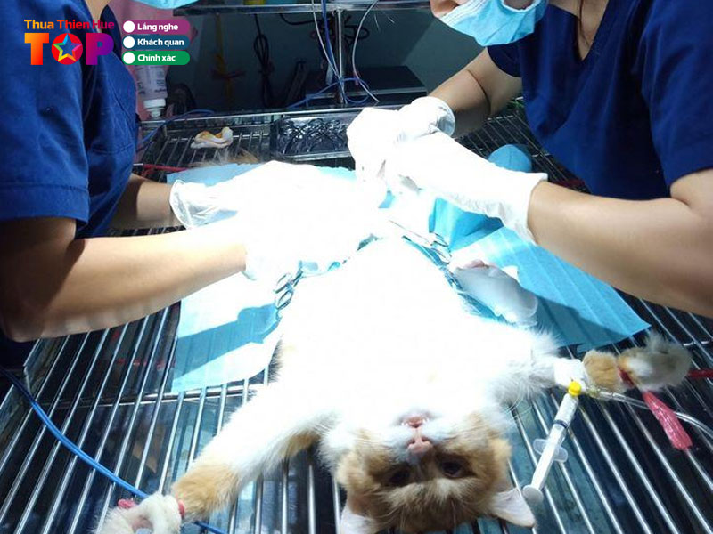 Phong-kham-thu-y-suny-pet-huetoplist