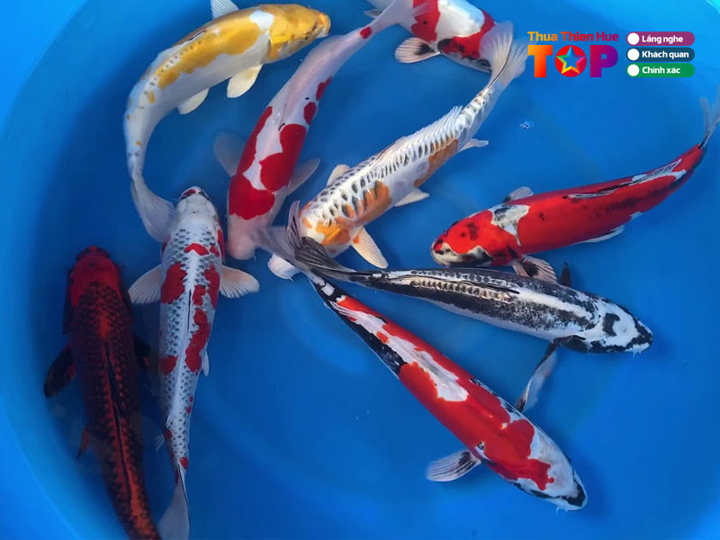 Ca-koi-betta-thuy-duong-huetoplist