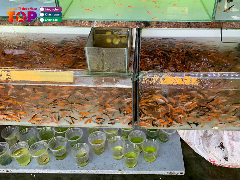 Ca-koi-minh-hoang-huetoplist