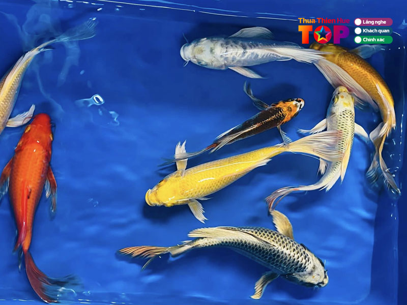 Ca-koi-quoc-huy-huetoplist