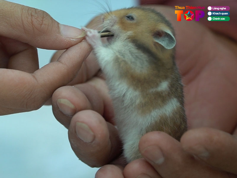 Cac-loai-hamster-pho-bien-hien-nay-huetoplist