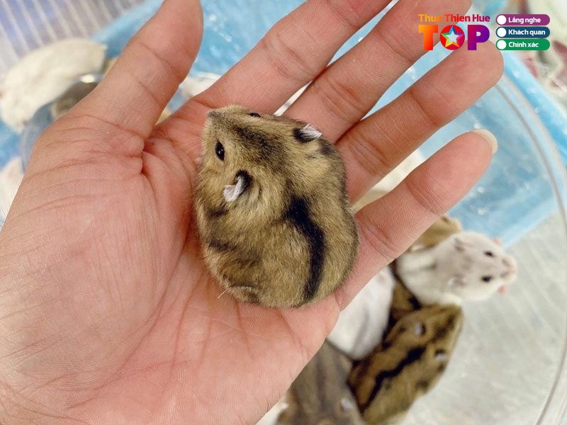 Hamster-house-huetoplist