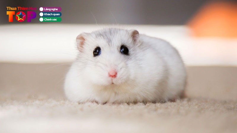 Top-5-shop-hamster-hue-chat-luong-dang-mua-nhat-huetoplist