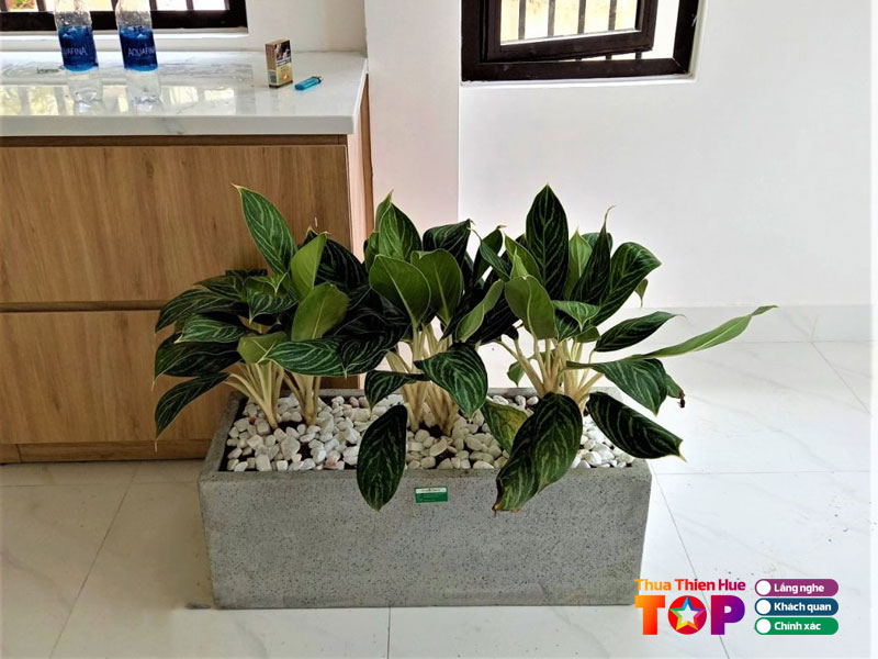 Cay-xanh-huong-loc-huetoplist