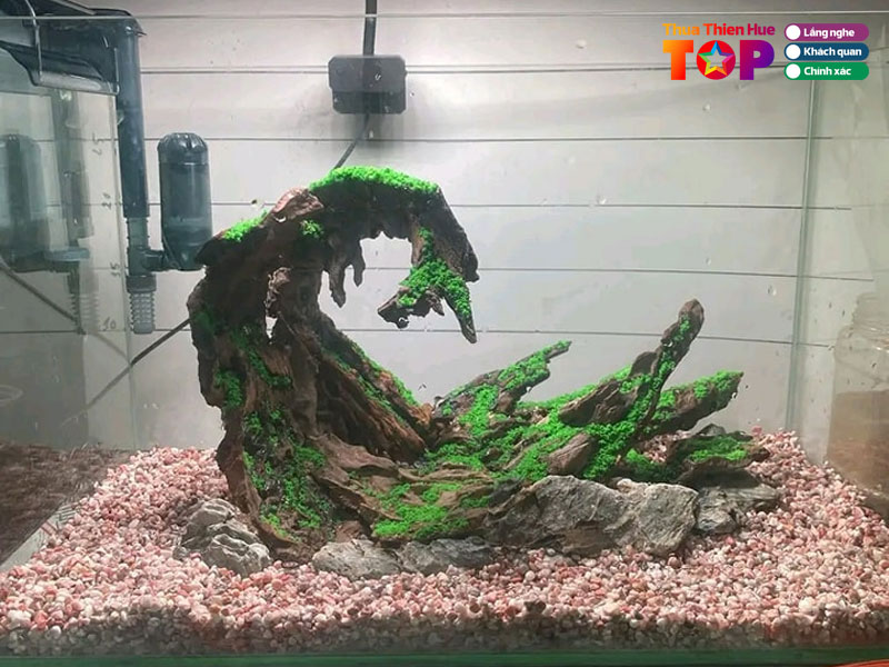 Ca-canh-betta-thuy-duong-huetoplist