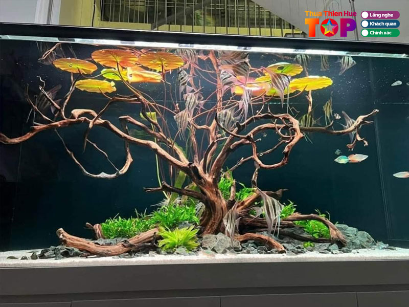 Ca-canh-hai-aqua-huetoplist