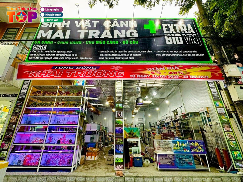 Ca-canh-mai-trang-huetoplist