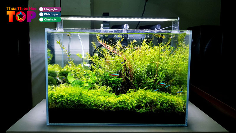 Top-7-shop-phu-kien-thuy-sinh-hue-chat-luong-gia-tot-huetoplist
