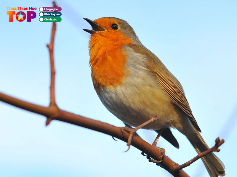 Chim-canh-141-tran-phu-huetoplist