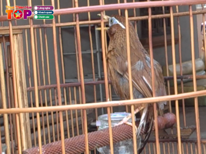 Quay-ha-chim-canh-huetoplist