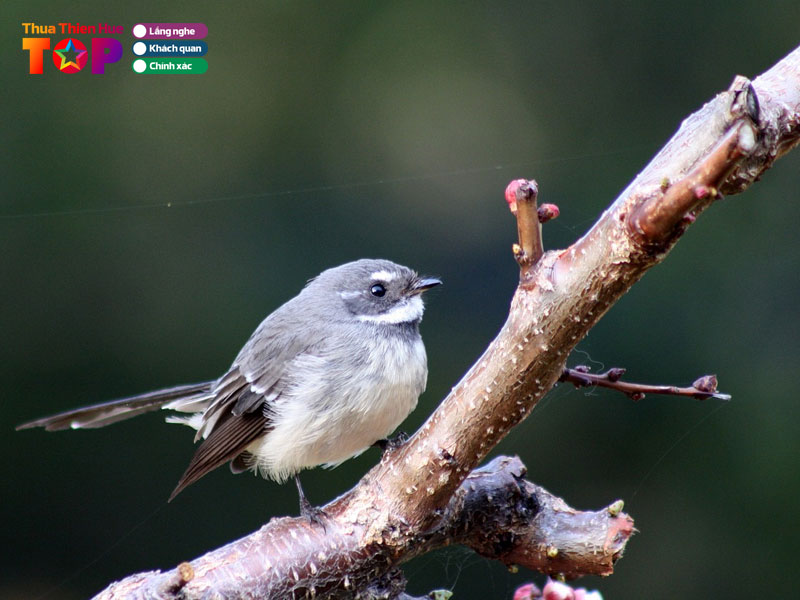 Tiem-chim-canh-cuong-huetoplist