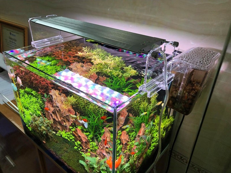 Top 7 shop phụ kiện thủy sinh tại Huế uy tín, giá tốt