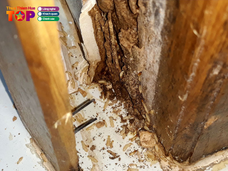 Cong-ty-dai-loc-phat-huetoplist