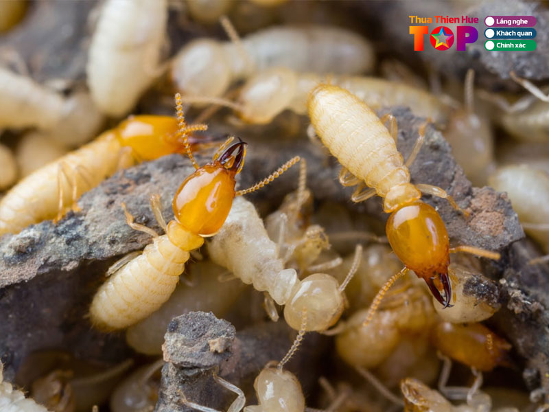 Diet-moi-xuan-huong-huetoplist