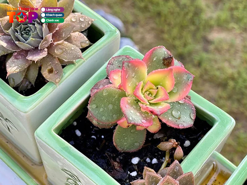 Cach-lua-chon-sen-da-tai-cac-cua-hang-cho-nguoi-moi-mua-lan-dau-huetoplist